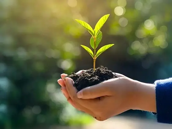 eco-friendly plant pot idea